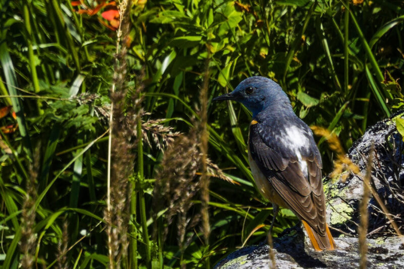 Monticole merle-de-roche mâle